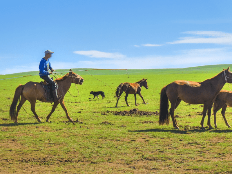 モンゴルの写真|草原と馬